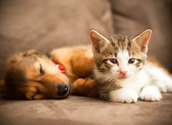 pet-blood-donation-586x390